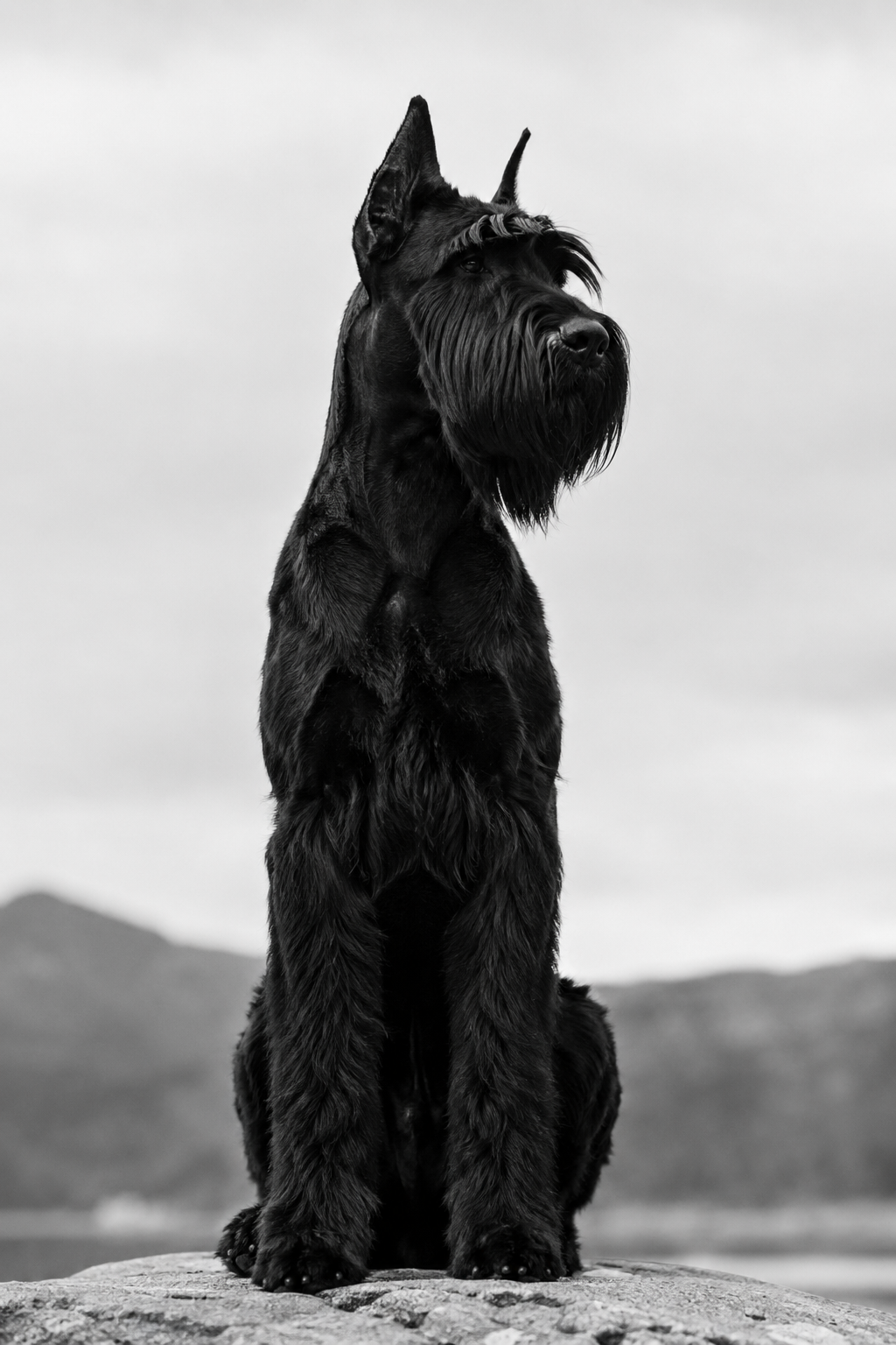 The Giant Schnauzer